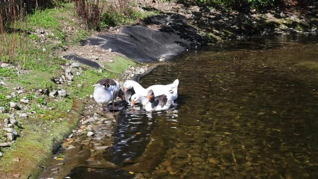 Geese in the pond near the Hubert Hotel, High Tatras, Slovakia
