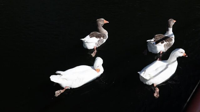 Geese in the pond near the Hubert Hotel, High Tatras, Slovakia.