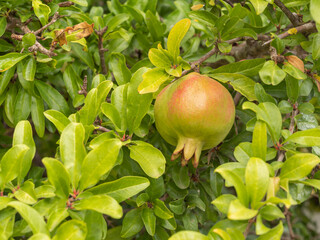 Pomegranate ripening on a tree
