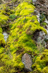 Old Celtic remaining wall covered with green light moss near Glendalough County Wicklow, Ireland