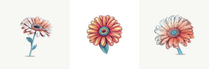 gerbera vector clip art illustration