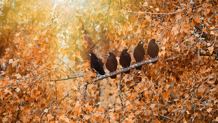 Crows perched on a birch branch amid golden autumn leaves, a poetic tableau capturing the mystique...