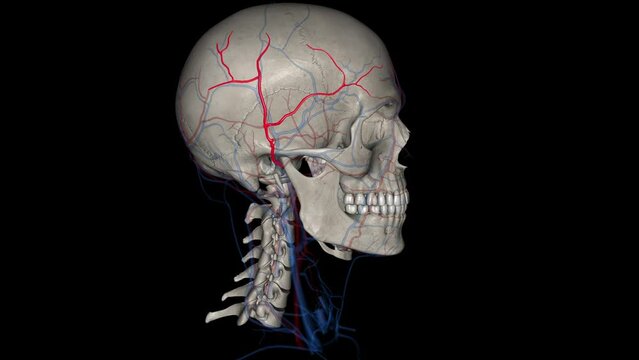 The superficial temporal artery is a terminal branch of your external carotid artery, which is in your neck .