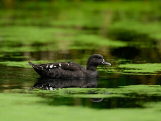 A closeup of an African black duck on a pond with a blurry background