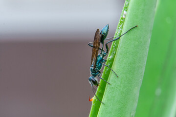 Insect on leaf, beautiful wildlife in nature. blue winged ants