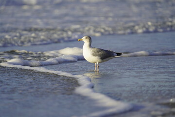 European herring gull (Larus argentatus) Laridae family. On the Baltic Sea near Zingst, Germany.
