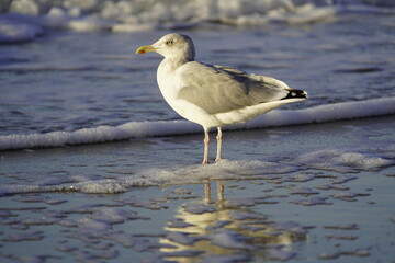 European herring gull (Larus argentatus) Laridae family. On the Baltic Sea near Zingst, Germany.
