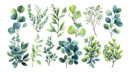 Vector elements set collection of tropical green eucalyptus in Watercolor style. Illustration for cosmetics, spa, beauty care products, Wedding Invitation, save the date, thank you, greeting card. © Pixode