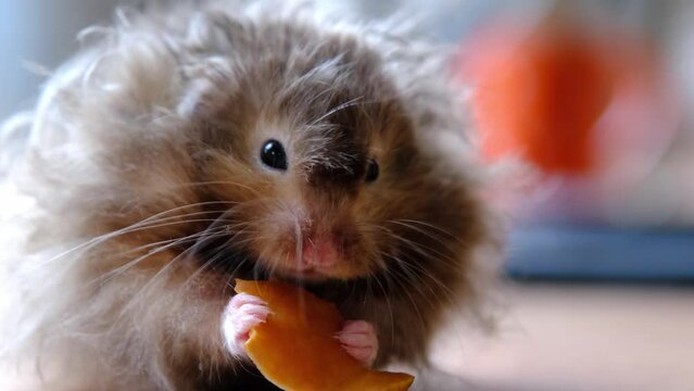 Funny fluffy Syrian hamster eats a piece of sweet pumpkin, stuffs his cheeks in the palms of child. Food for a pet rodent, vitamins, tame animal. Close-up	
