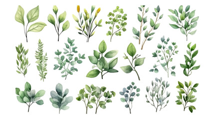 Vector elements set collection of tropical green eucalyptus in Watercolor style. Illustration for cosmetics, spa, beauty care products, Wedding Invitation, save the date, thank you, greeting card.