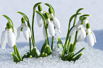 white snowdrops with green sprouts grow from the ground under the snow.  AI GENERATE