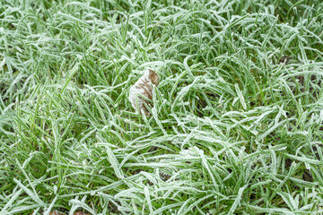 The green grass is covered with frost,
