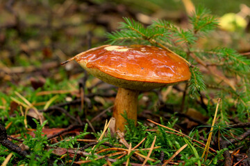 Pilz Maronen-Röhrling