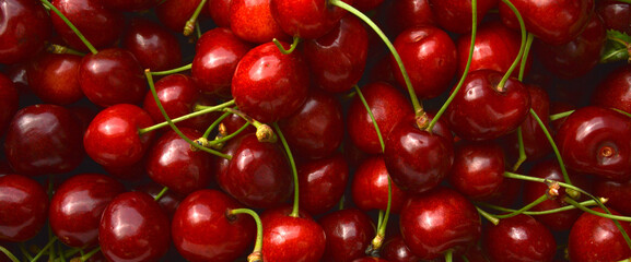 Sweet juicy natural and organic fresh cherry sour cherry, fruit background texture