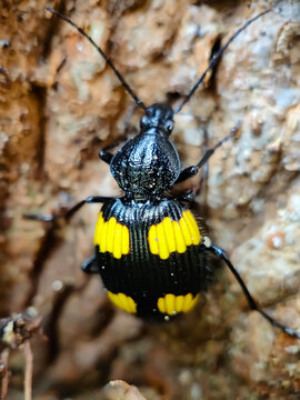 Yellow-spotted Ground Beetle