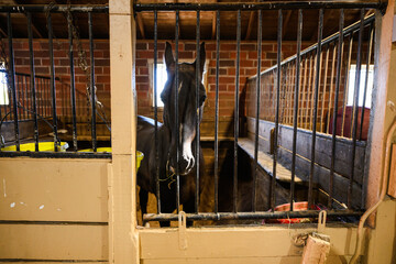 Brown horse in stable stall with white stripe