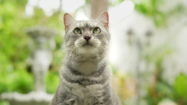 A gray tabby cat is resting in the garden next door. It licks its lips. It was hungry and eagerly waiting for food.