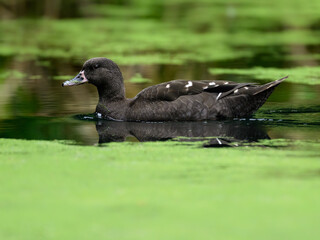 A closeup of an African black duck on a pond with a blurry background