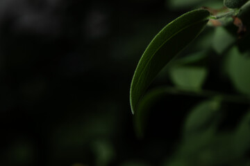 close up glow up green leaf plant.
