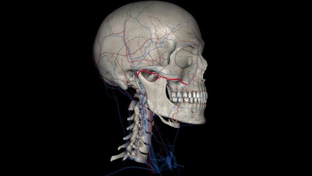 Supratrochlear vein, frontal vein 3d