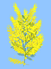 Mimosa flower on green branch, blue background. Vector flat design.