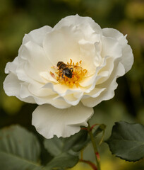 A single rose with a bee feeding on nectar