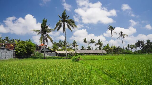 Rice cultivation in Lobok, Indonesia