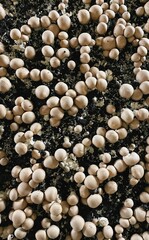 cultivation on mushrooms on black soil