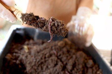 Earthworms on shovel in gardener hand, earthworm in dirt for organic fertilizer farming, raising...