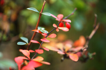 Red leaves
