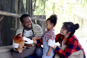 Happy farmer family work together in cattle, Asian mother, African father and curly hair African Asian mixed-race daughter kid raising backyard hens in chicken coop, enjoy feeding chicken in farm.