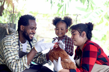 Happy farmer family work together in cattle, Asian mother, African father and curly hair African Asian mixed-race daughter kid raising backyard hens in chicken coop, enjoy feeding chicken in farm.