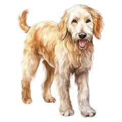 Goldendoole, watercolor illustration, isolated on white transparent background