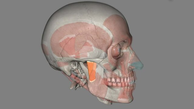 Masseter muscle is a paired, strong, thick and rectangular muscle that is originating from the zygomatic arch and extends down to the mandibular angle