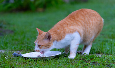 Cat eating mackerel food