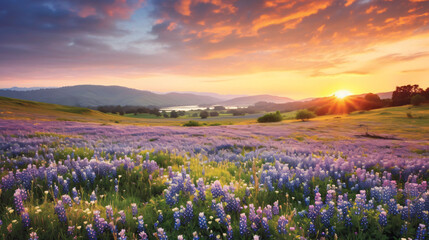 Lavender field in the morning. Beautiful spring landscape with purple flowered grassland and sunrise.