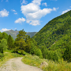 Fototapeta na wymiar Rocky path in the mountains covered with forest