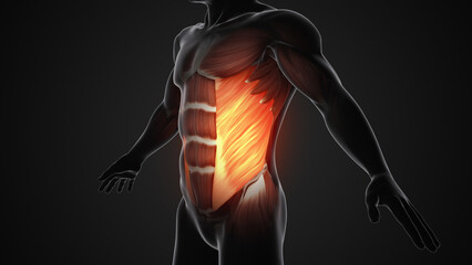 Pain and injury in the External Oblique Muscles