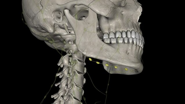 The submandibular lymph nodes are some 3-6 lymph nodes situated at the inferior border of the ramus of mandible .