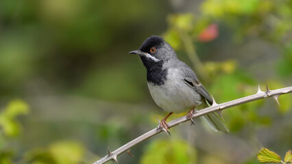 Rüppell`s Warbler bird perching on branch