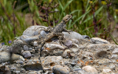 Lizard is resting and sunbathing on the stone