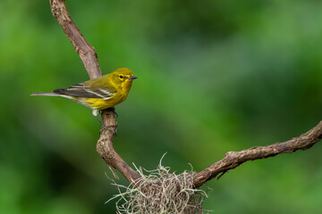 Pine Warbler