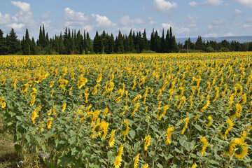 Fototapeta premium field of sunflowers and sky