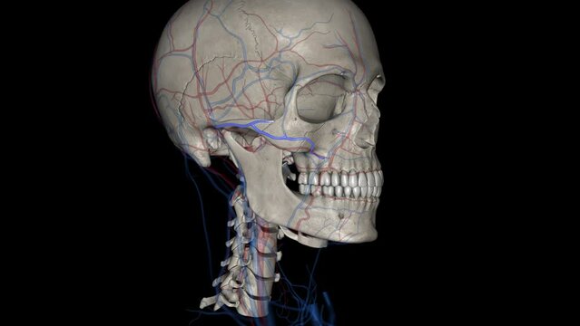 The transverse facial artery is an artery that branches from the superficial temporal artery and runs across the face .