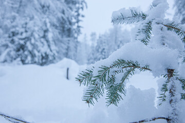 Schneebedeckte Tannenzweige im Winter bei Schneefall im Wald