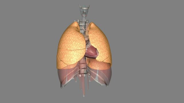 The function of the lung is to get oxygen from the air to the blood, performed by the alveoli.
