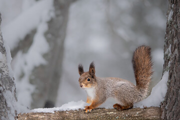 Naklejka na ściany i meble Cute squirrel on a tree in winter