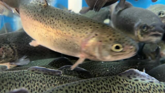 Large aquarium, salmon close-up. A big fish swims in the water. Salmon in grocery store blue water. Live trout in a fish store.