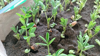 Portrait of Peanut Seed Germination in Sand Test Medium