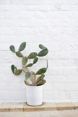 Large cactus plant (Opuntia ficus-indica / Indian fig) in a white pot in front of an old white exterior wall